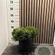 Pinus mugo pumilio 30-35 cm 5,0L