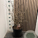 Prunus incisa 'Kojou-no-mai' 50-55 cm 7,5L