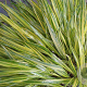 Hakonechloa macra 'Aureola' GM P9