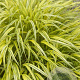 Hakonechloa macra 'Aureola' GM P9