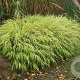 Hakonechloa macra 'Aureola' GM P9