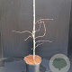 Acer pal. 'Garnet' 30-40 cm 5,0L