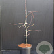 Acer pal. 'Garnet' 30-40 cm 5,0L