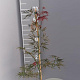 Acer pal. 'Garnet' 30-40 cm 5,0L