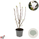 Magnolia soul. 'Alba Superba' 60-80 cm 7,5L