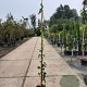 Parthenocissus tr. 'Veitchii' 100-125 cm 5,0L