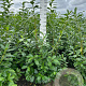 Prunus l. 'Novita' 150-175 cm met kluit