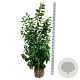 Prunus l. 'Novita' 150-175 cm met kluit