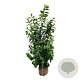Prunus l. 'Novita' 150-175 cm met kluit
