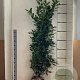 Prunus l. 'Novita' 150-175 cm met kluit