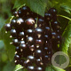 Ribes nigr. 'Ben Nevis' 60-80 cm 2,0L