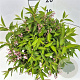 Deutzia rosea 30-40 cm 10L