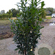 Prunus l. Genolia 140-160 cm met kluit