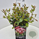Viburnum tin. 'Gwenllian' 30-40 cm 10L