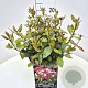 Viburnum tin. 'Gwenllian' 30-40 cm 10L
