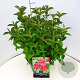 Weigela 'Bristol Ruby' 40 cm 10L