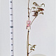 Albizia julibr. 'Evi's Pride' 125-150 cm 10L