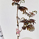 Albizia julibr. 'Evi's Pride' 125-150 cm 10L