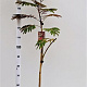 Albizia julibr. 'Evi's Pride' 170-200 cm 10L