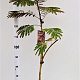 Albizia julibr. 'Evi's Pride' 170-200 cm 10L