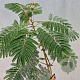 Albizia julibr. Ombrella 150 cm stam 7,5L