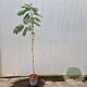 Albizia julibr. Ombrella 150 cm stam 7,5L
