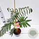 Albizia julibr. 'Pos 1' 40-50 cm 3,0L