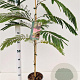 Albizia julibr. 'Pos 1' 60-80 cm 3,0L