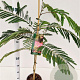 Albizia julibr. 'Pos 1' 60-80 cm 3,0L