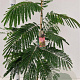 Albizia julibr. 'Pos 1' 80-100 cm 3,0L
