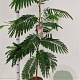 Albizia julibr. 'Pos 1' 80-100 cm 3,0L