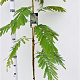 Albizia julibr. 'Rouge de Tuilière' 125-150 cm 3,0L