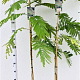 Albizia julibr. 'Rouge de Tuilière' 125-150 cm 3,0L