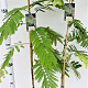 Albizia julibr. 'Rouge de Tuilière' 125-150 cm 3,0L