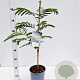 Albizia julibr. 'Rouge de Tuilière' 60-80 cm 3,0L