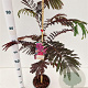 Albizia julibr. 'Summer Chocolate' 60-80 cm 3,0L