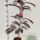 Albizia julibr. 'Summer Chocolate' 60-80 cm 3,0L