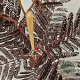 Albizia julibr. 'Summer Chocolate' 80-100 cm 3,0L