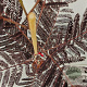 Albizia julibr. 'Summer Chocolate' 80-100 cm 3,0L