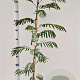 Albizia julibrissin 100-125 cm 3,0L