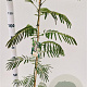 Albizia julibrissin 100-125 cm 3,0L
