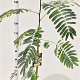 Albizia julibrissin 125-150 cm 3,0L