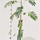Albizia julibrissin 125-150 cm 3,0L