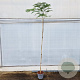 Albizia julibrissin 175-200 cm 7,5L