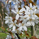 Amelanchier laevis 50-60 cm C1.5