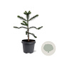 Araucaria araucana 30-40 cm 5,0L