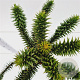 Araucaria araucana 30-40 cm 7,5L