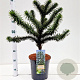Araucaria araucana 30-40 cm 7,5L