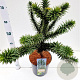 Araucaria araucana 30-40 cm 7,5L