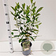 Aronia melanocarpa 'Hugin' 50-60 cm 2,5L